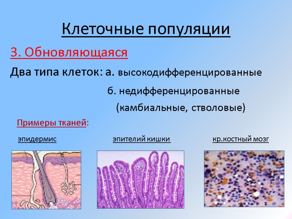 Клеточные популяции 3. Обновляющаяся Два типа клеток: а. высокодифференцированные б. недифференцированные (камбиальные, стволовые) Примеры